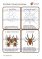 Pracovní sešit a karty Životní cykly Hmyz + žába – 2 PDF