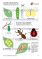 Pracovní sešit a karty Životní cykly Hmyz + žába – 2 PDF